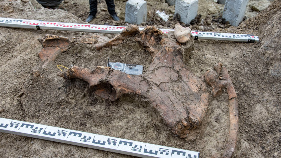 Лукерья из ледникового периода: скелет шерстистого носорога обнаружен в Пензе