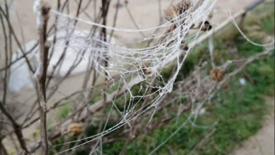 Kuban "Branch" of Australia: Spiders Entangle the Whole Village