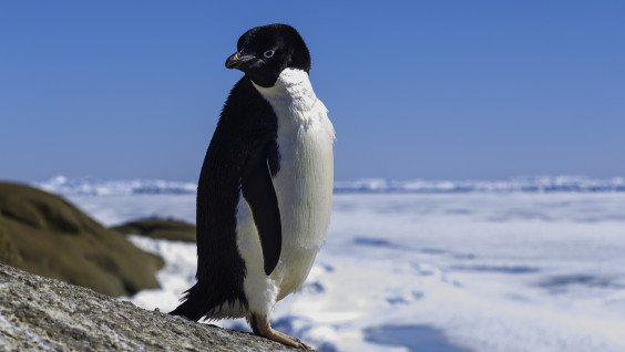 Есть ли оазисы в Антарктиде: проверьте свои знания