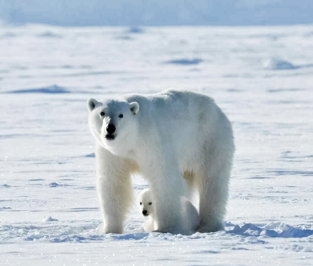 По данным Международного союза охраны природы, мировая популяция белых медведей насчитывает около 26 тысяч особей. Фото из фотоархива ИПЭЭ РАН.