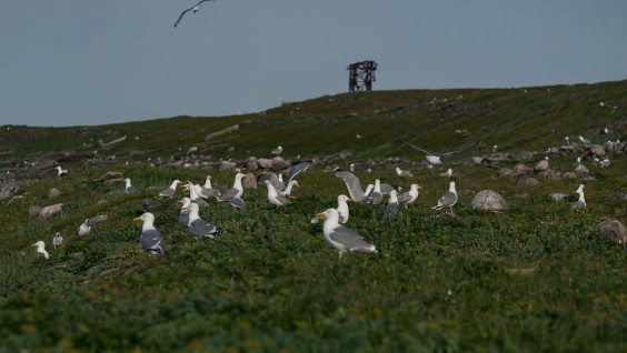 Субботник каждый день: РГО продолжает системную очистку арктических архипелагов 