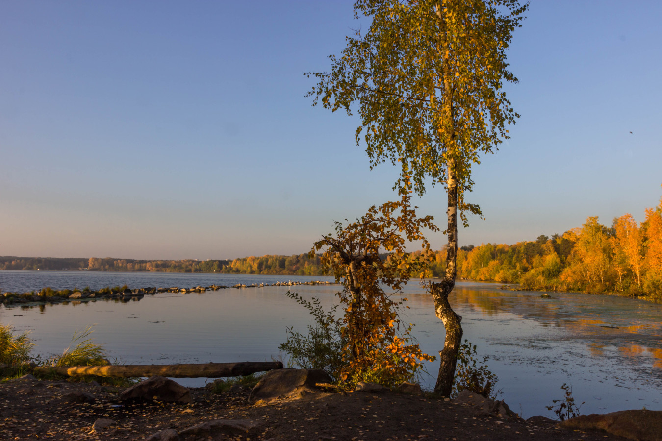 Берёза на озере Шарташ в Свердловской области. Фото: Наталья Чистополова, участник конкурса РГО 