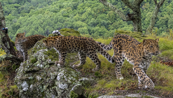 Новых котят леопарда сфотографировали в Приморье
