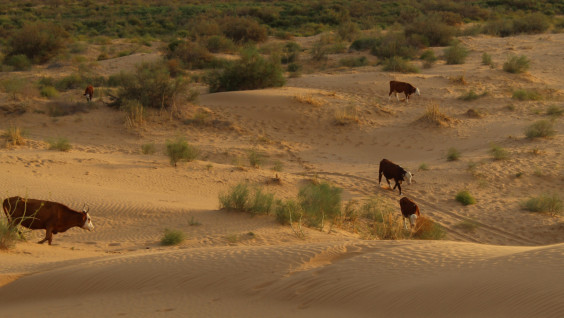 Прерии, саванны и мамонтовая степь: как человек их разрушает и восстанавливает