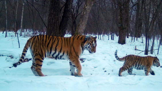 #ЛучшеДома: тигры переплыли Амур, чтобы вернуться из Китая в Россию
