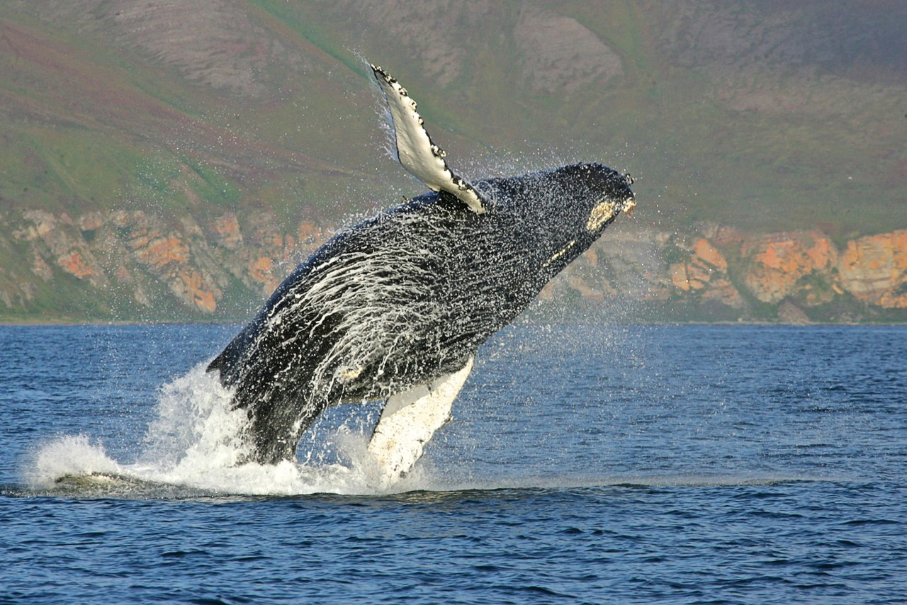 Грант 2013: Краснокнижные киты в акватории полуострова Камчатка