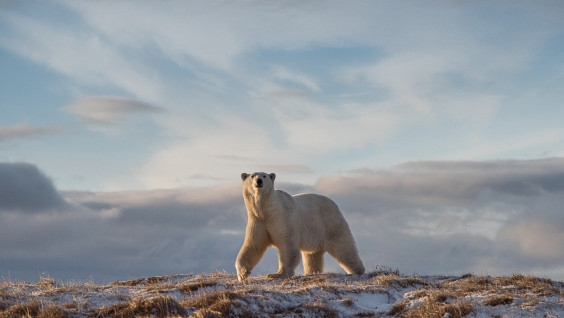 Тайная жизнь белых медведей: приглашаем на онлайн-лекцию нацпарка "Русская Арктика"