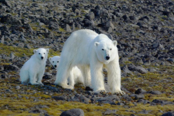Polar bear census