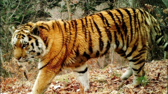 Тигр-хулиган