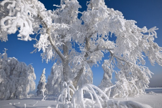 The frost. Civilization