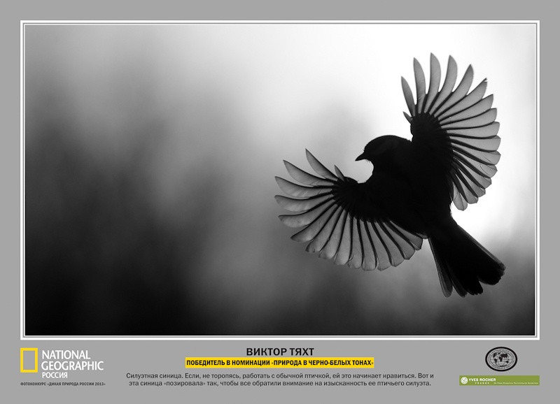 Лауреаты фотоконкурса «Дикая природа России – 2013»