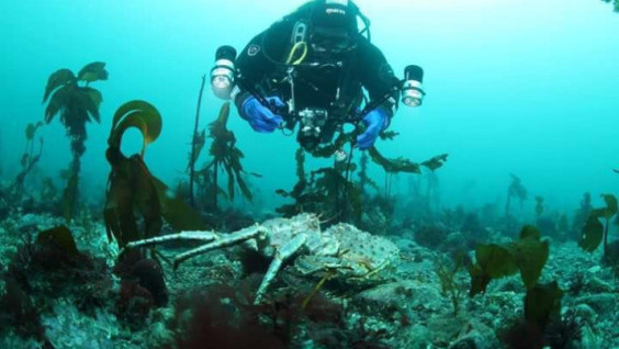 Why Do People Dive Near The Polar Circle?