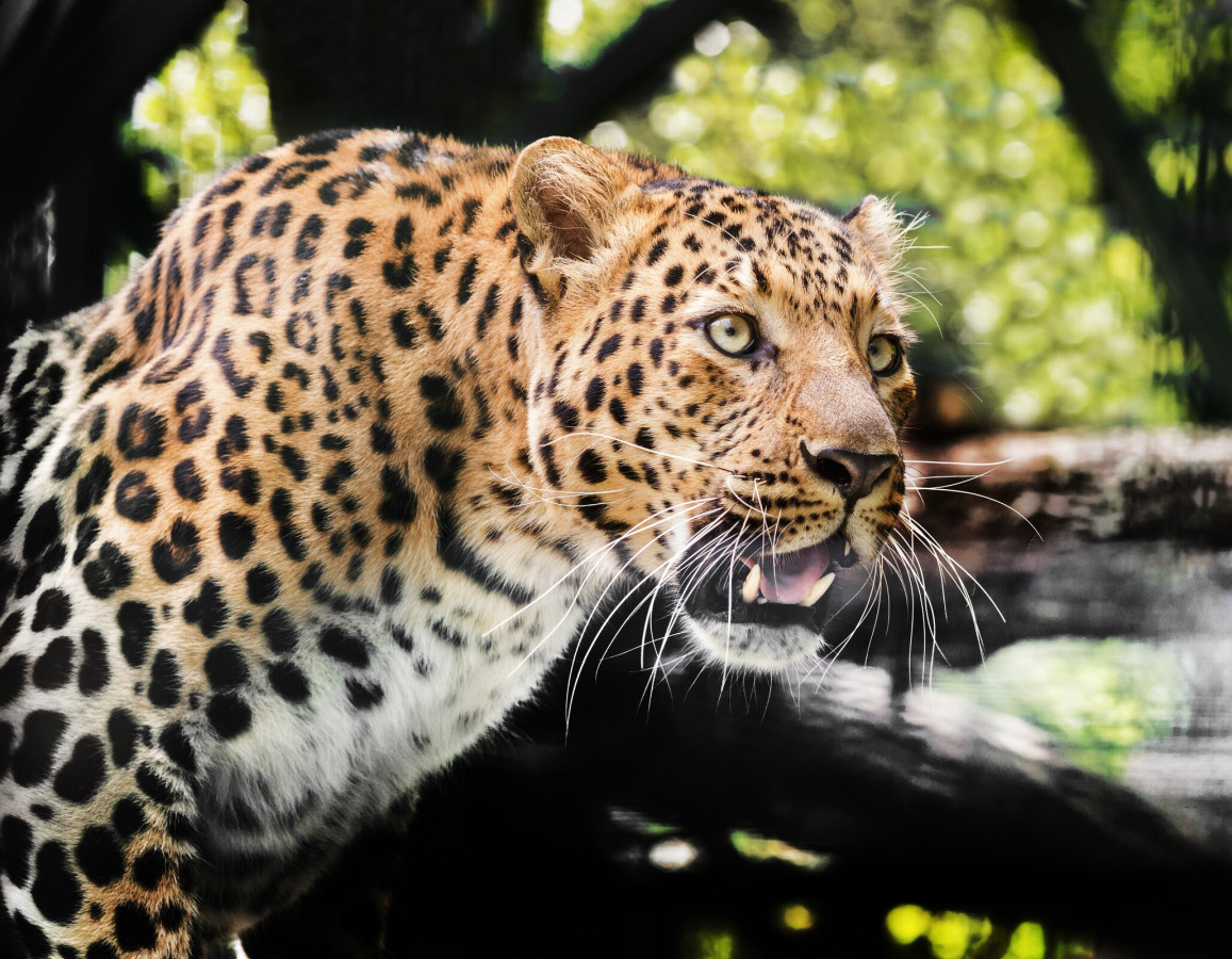 Переднеазиатский леопард. Фото: Олег Богданов, участник конкурса РГО 