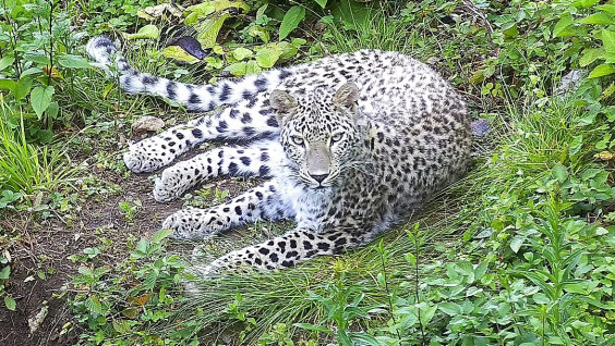 Кот, который гуляет сам по себе: леопард Эльбрус воскрес и скрывается от учёных
