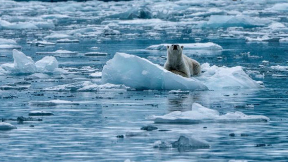 Expedition “Umka – 2022” on Wrangel Island Comes to a Close