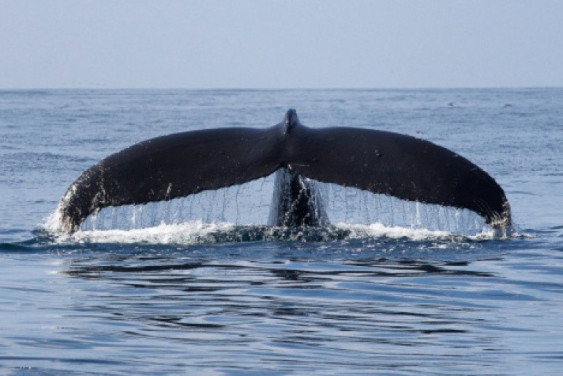 Marine Mammals of the Holarctic