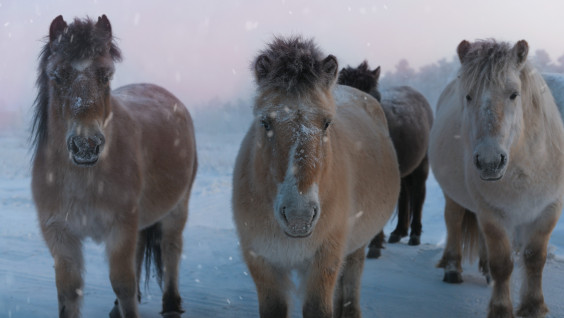 Лошадиная география, или Поздравления от символа года в преддверии праздников