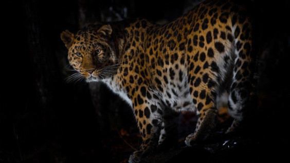 Amur Leopard Decorated Transport Cards In Moscow