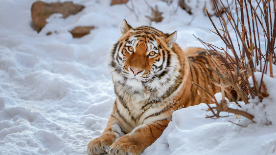 В Хабаровском крае найдена истощённая амурская тигрица