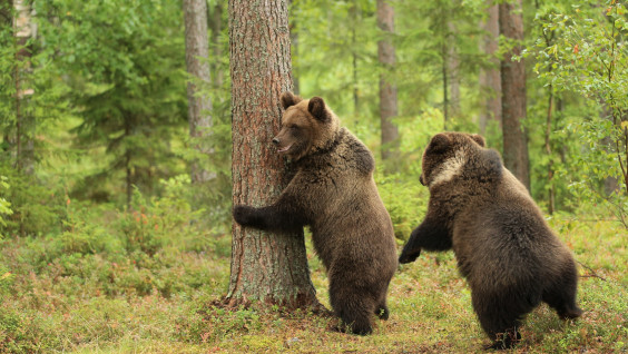 Бурые медведи попали на видео в Нижне-Свирском заповеднике