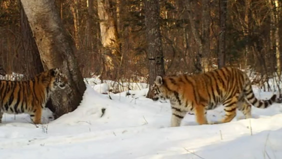 Полосатое пополнение: в Сихотэ-Алинском заповеднике появились тигрята