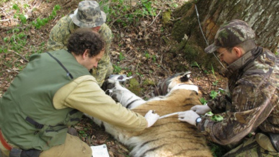 The saving of the rare kinds of predators will be discussed in Moscow