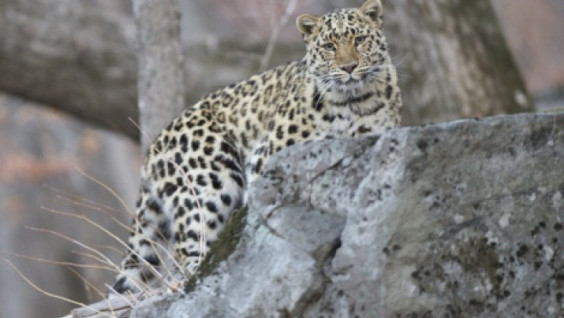 To Wild Cats on Foot or by Bike