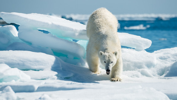 В национальном парке "Русская Арктика" провели учёт белых медведей