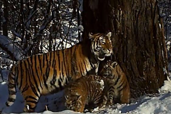 Striped family of «Bastak»