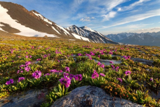 Golden Mountains of Altai