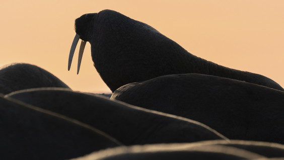 And You've Been Counted: Scientists have Created an International Database on Atlantic Walrus Haulouts
