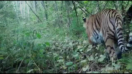 В Хинганском заповеднике могут встретиться самец и самка амурского тигра