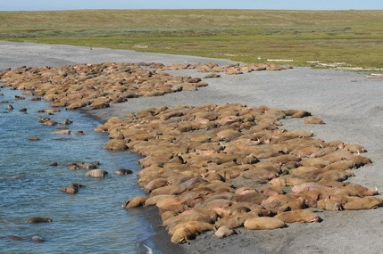 Сохранение моржей в Баренцевом море