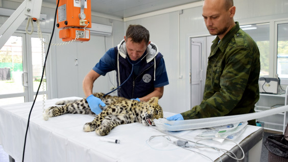 Спасённый в Приморье котёнок леопарда оправился от травмы