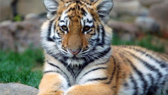 3D Amur tiger will host the children’s show