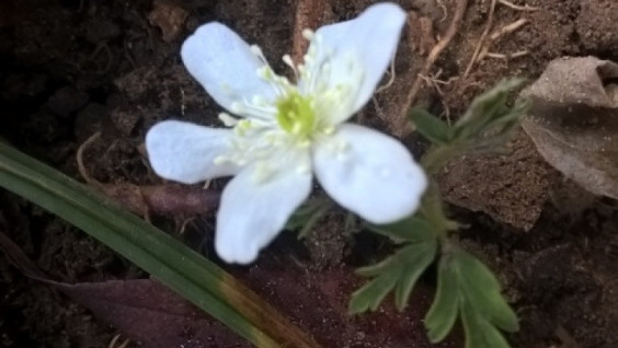 Summer flowers in the middle of November
