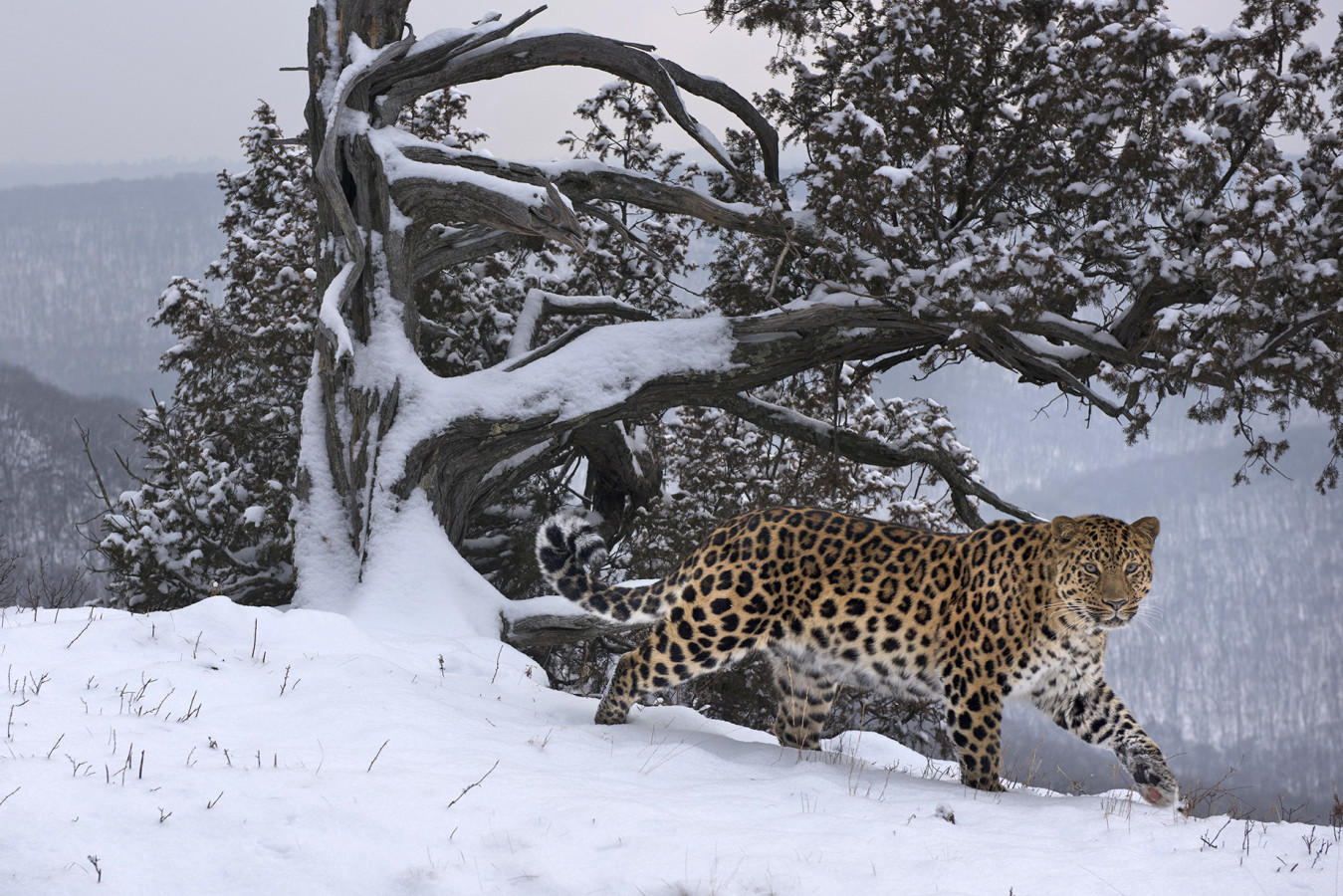 Дальневосточный леопард на территории национального парка 