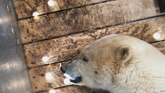 РГО и Минобороны помогли эвакуировать из Якутии нуждающуюся в спасении белую медведицу