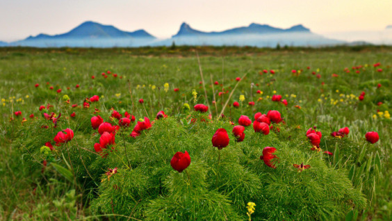 Crimea in Bloom: Peonies of the Golden Parallel