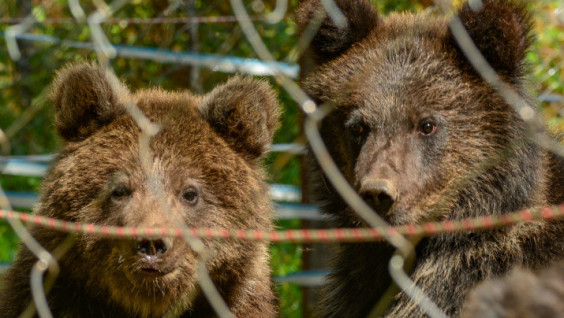 Successful Return to the Wild: in Altai, Three Orphan-Bears Released in Natural Habitat