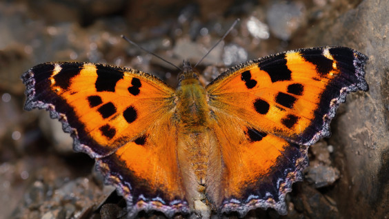 В северной точке Новой Земли обнаружены бабочки