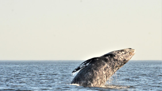 Сезон китов: морское экспедиционное путешествие с РГО на Камчатку 