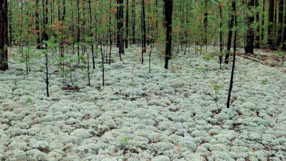 Лес – гордость Алтайского края