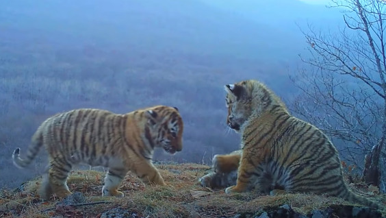 Четыре тигрёнка впервые попали на видео в нацпарке "Земля леопарда"
